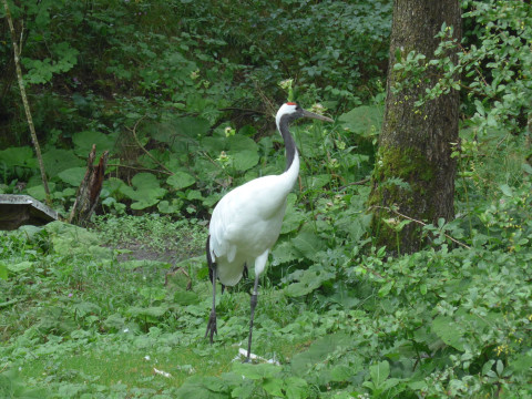 Almtal Kranich