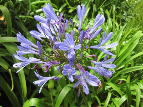 Madeira afrikanische Liebesblume