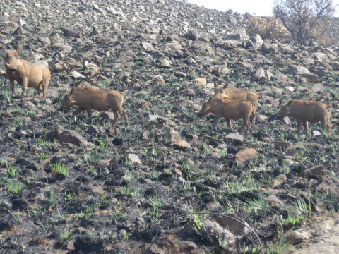 Suedafrika Warzenschweinfamilie am Wanderweg