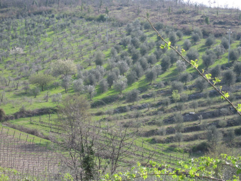Toskana Olivenhain